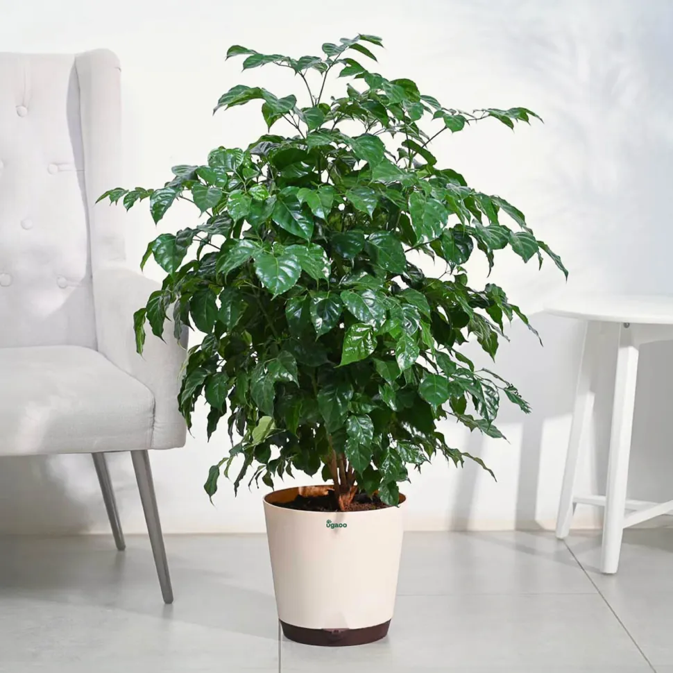 The China Doll Plant - XL