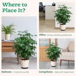 The China Doll Plant - XL