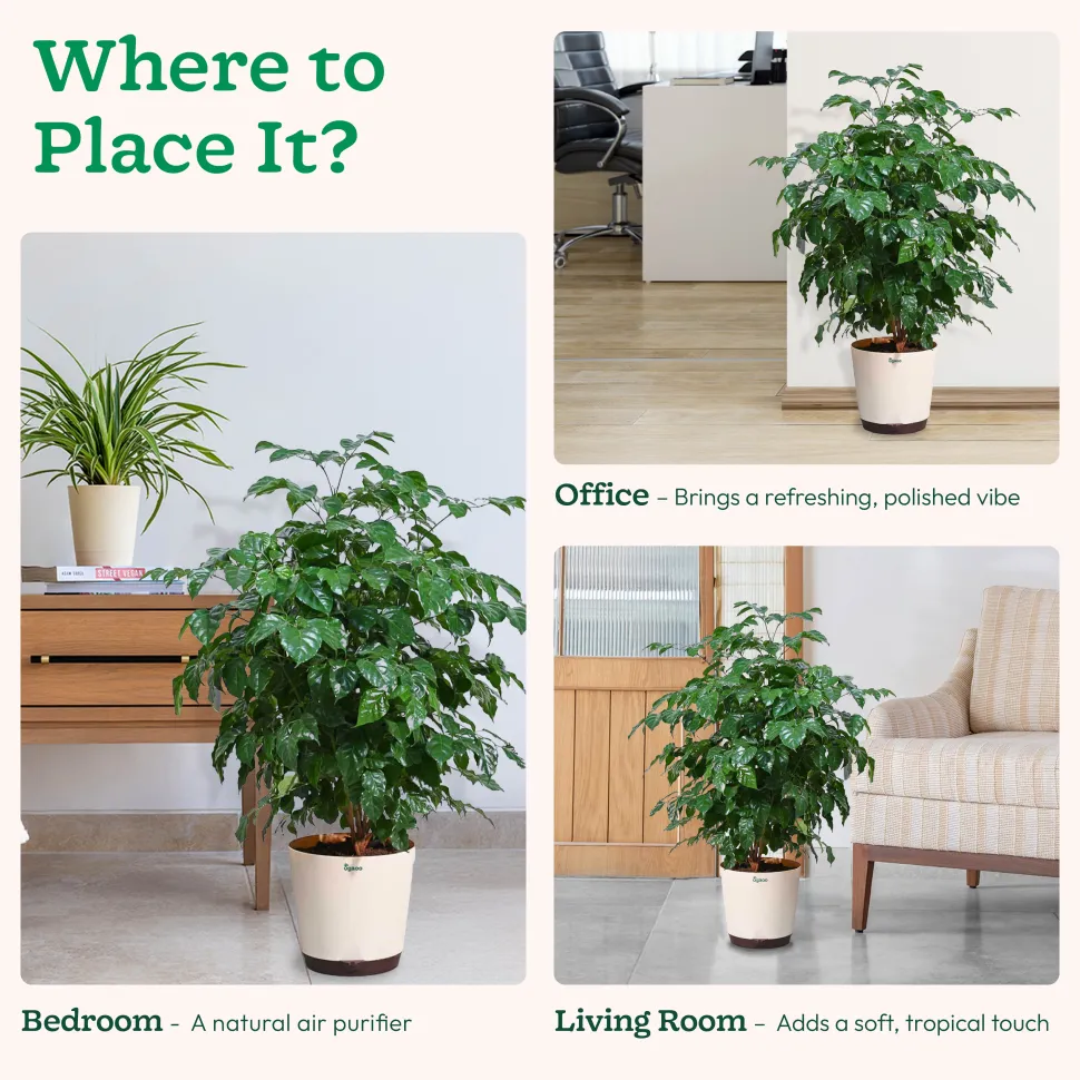 The China Doll Plant - XL