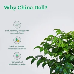 The China Doll Plant - XL