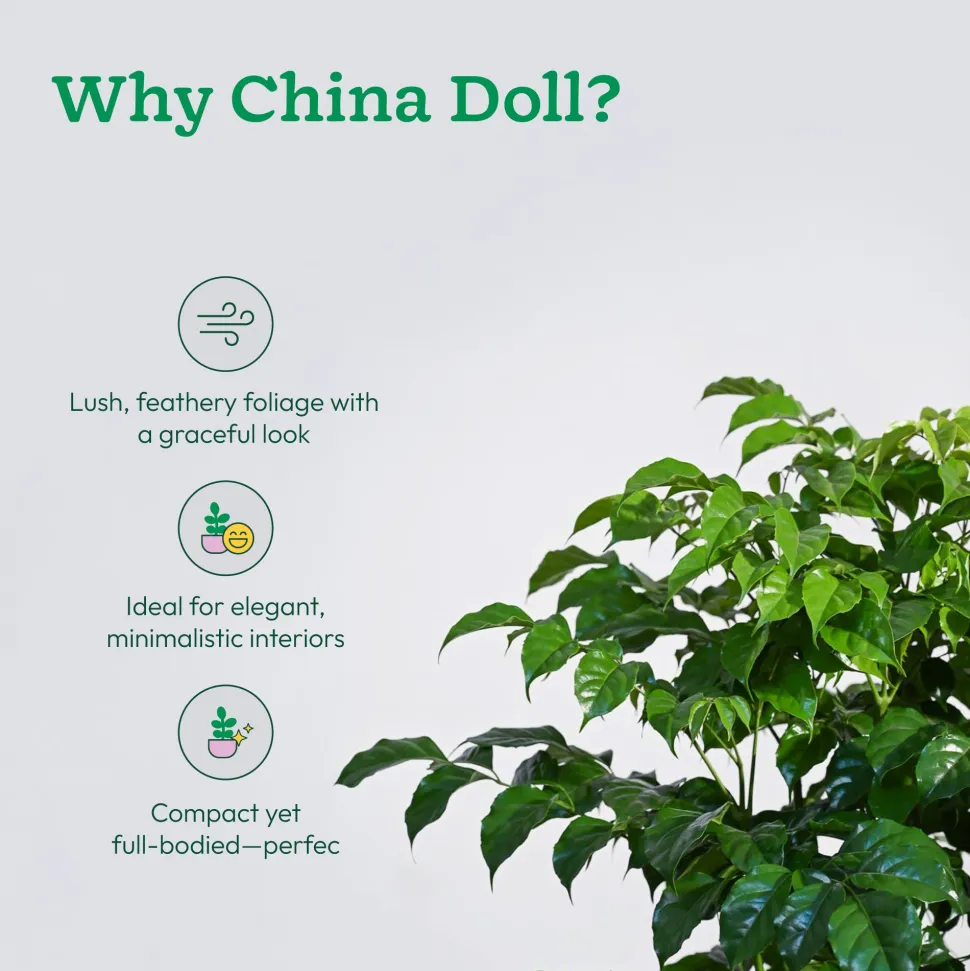 The China Doll Plant - XL