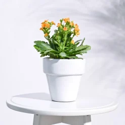 The Dream Ceramic Pot