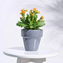 The Dream Ceramic Pot