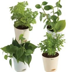 The Low Maintenance Combo ( Bundle of 4 )