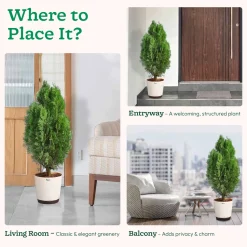 Thuja Plant - XL