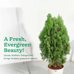 Thuja Plant - XL