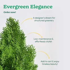 Thuja Plant - XL