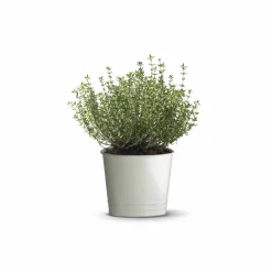 Thyme Seeds