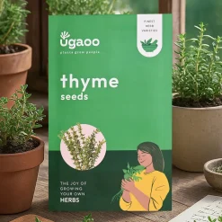 Thyme Seeds