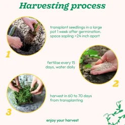 Thyme Seeds
