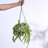 Trailing Jade(Weeping Jade) With Hanging Pot