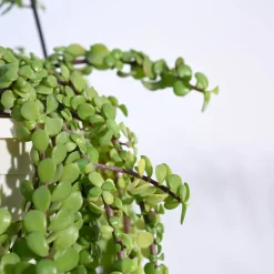 Trailing Jade(Weeping Jade) With Hanging Pot