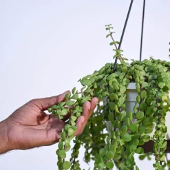 Trailing Jade(Weeping Jade) With Hanging Pot
