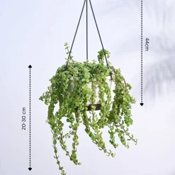 Trailing Jade(Weeping Jade) With Hanging Pot