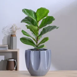 Tranquil Tales Ceramic Planter
