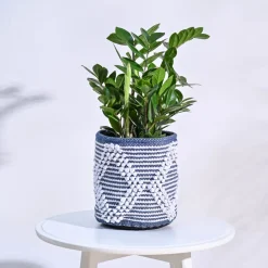 Trinket Cotton Planter