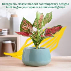 Tulip Fantasy Bowl Ceramic Planter