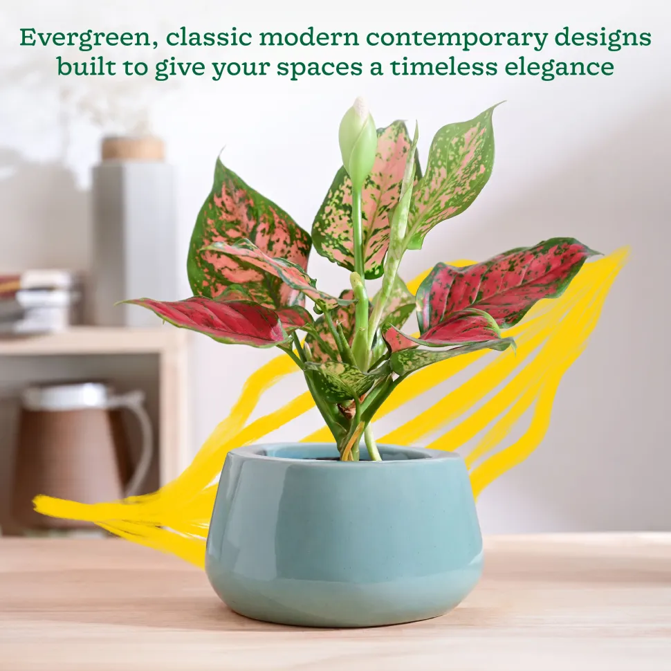 Tulip Fantasy Bowl Ceramic Planter