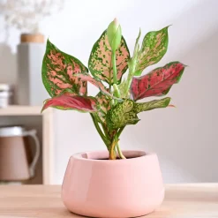 Tulip Fantasy Bowl Ceramic Planter