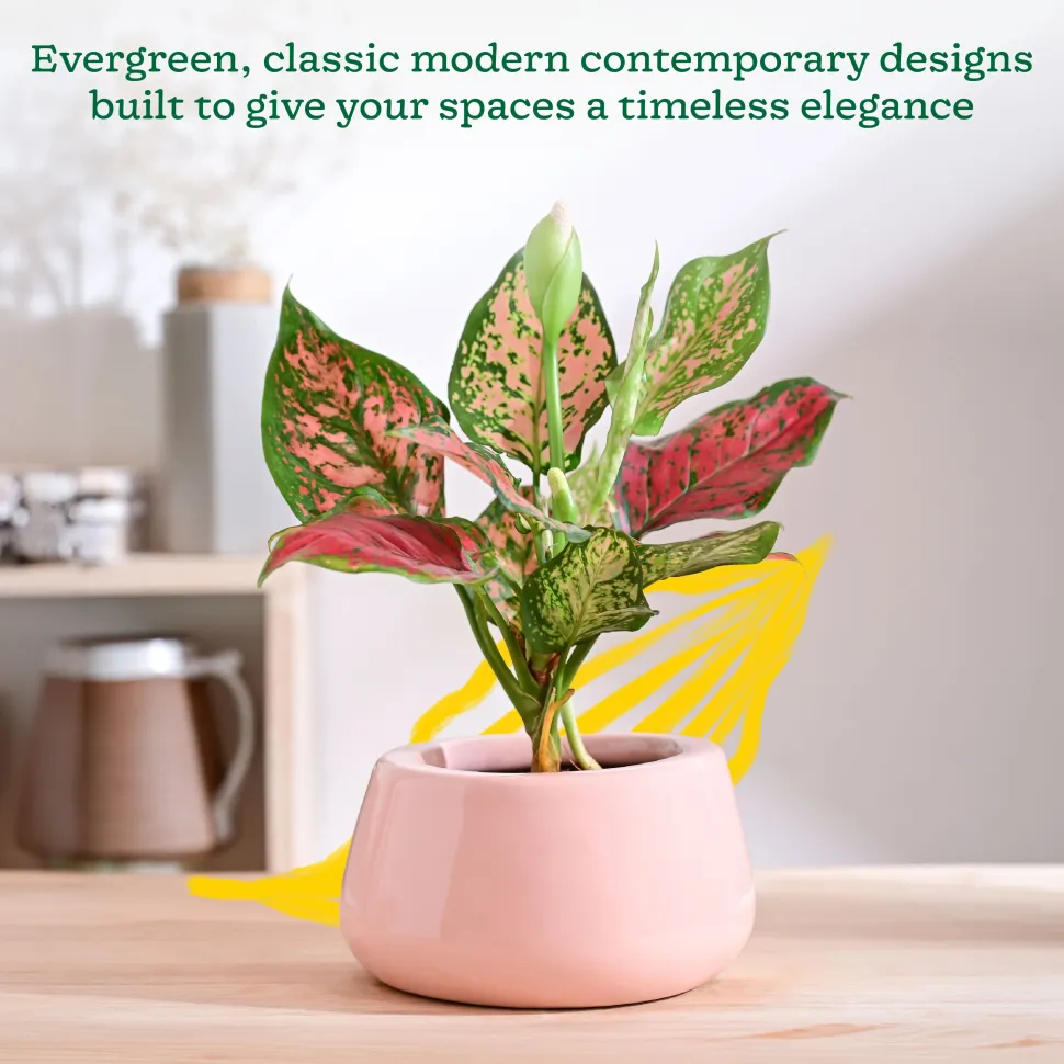 Tulip Fantasy Bowl Ceramic Planter