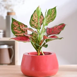 Tulip Fantasy Bowl Ceramic Planter