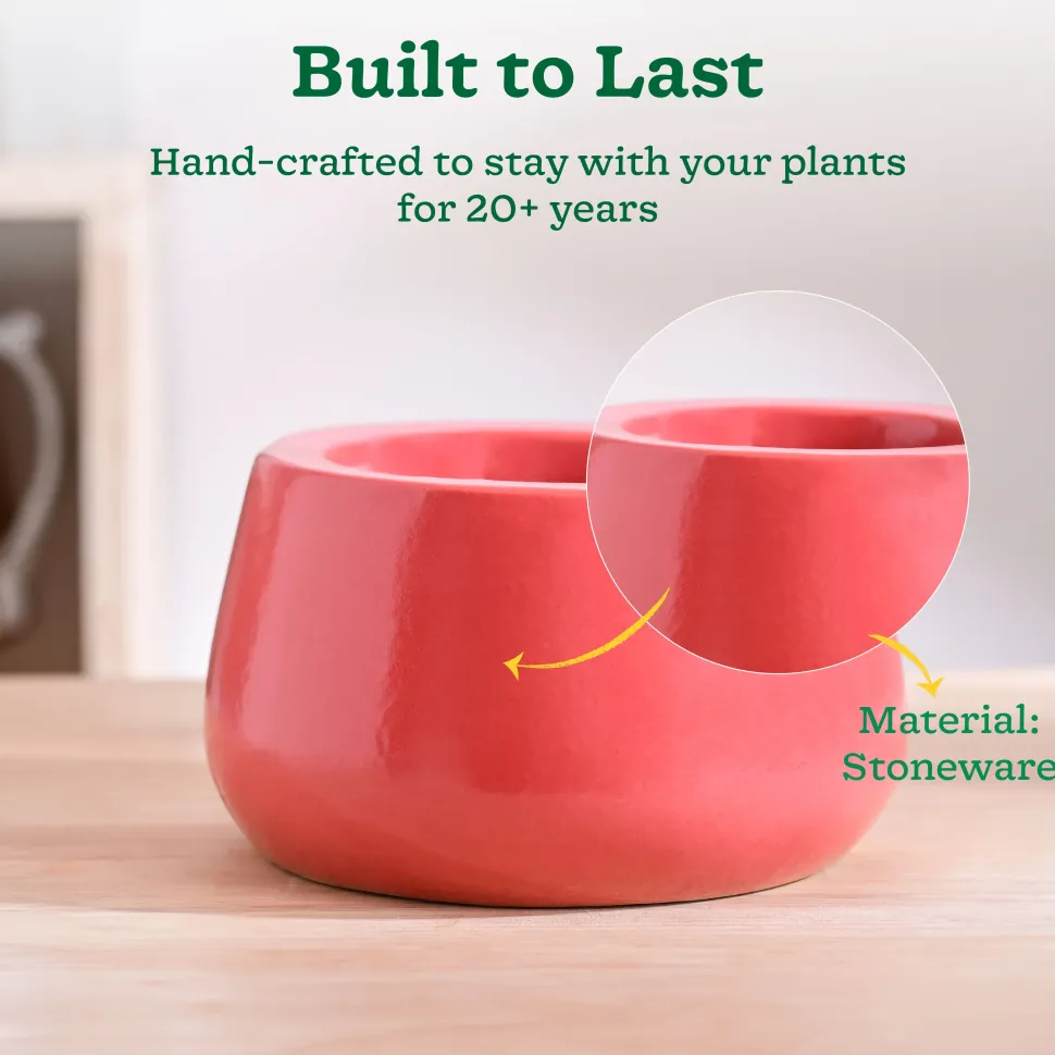 Tulip Fantasy Bowl Ceramic Planter