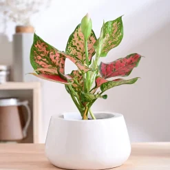 Tulip Fantasy Bowl Ceramic Planter