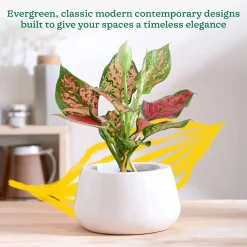 Tulip Fantasy Bowl Ceramic Planter