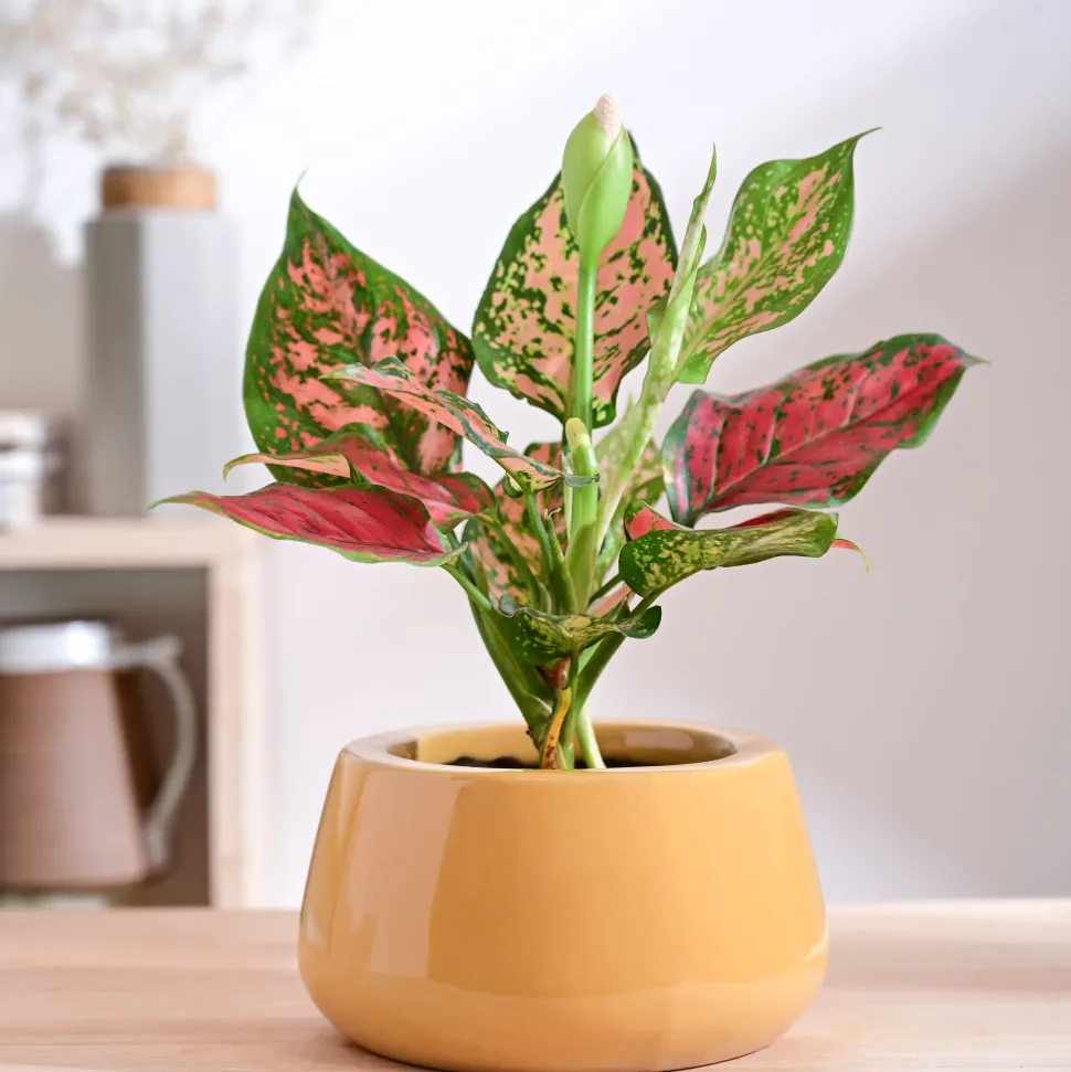 Tulip Fantasy Bowl Ceramic Planter