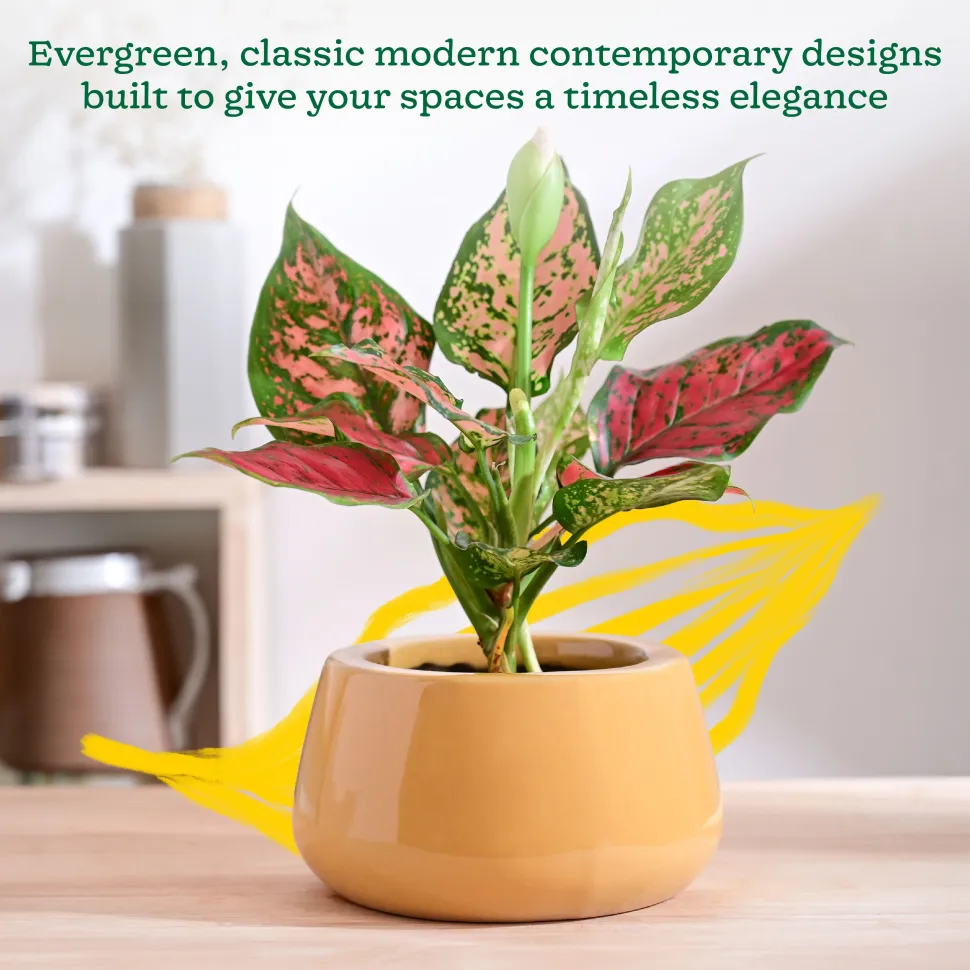 Tulip Fantasy Bowl Ceramic Planter