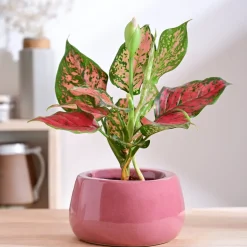 Tulip Fantasy Bowl Ceramic Planter