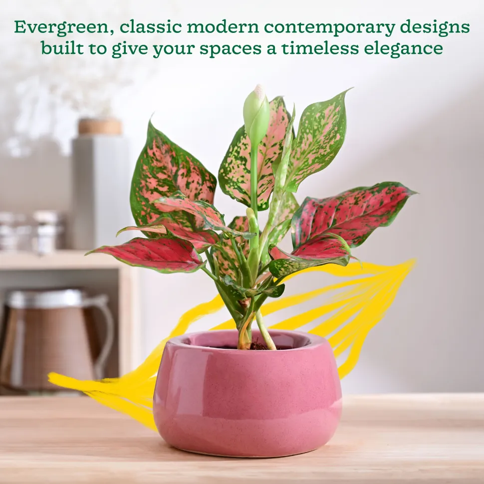 Tulip Fantasy Bowl Ceramic Planter