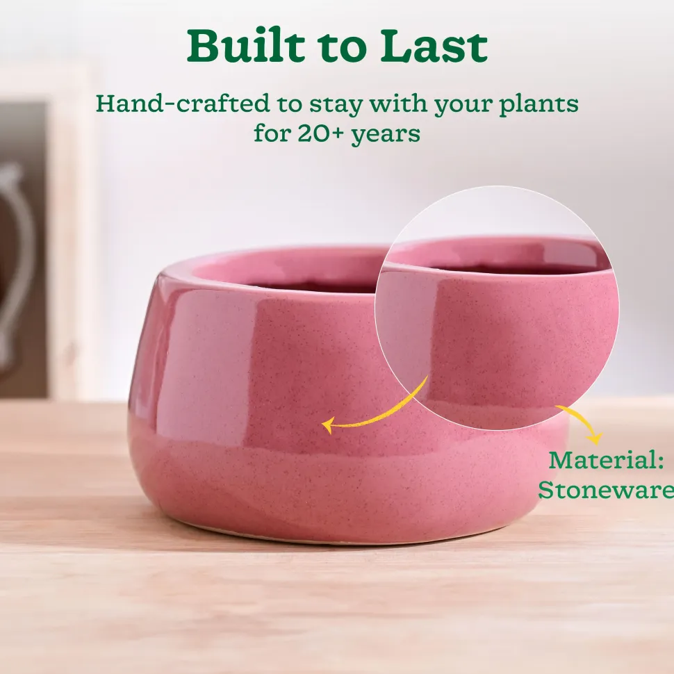 Tulip Fantasy Bowl Ceramic Planter