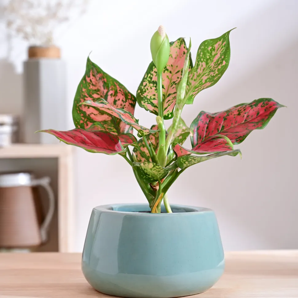 Tulip Fantasy Bowl Ceramic Planter