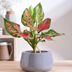 Tulip Fantasy Bowl Ceramic Planter