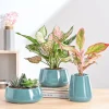 Tulip Fantasy Bundle - Aqua Green