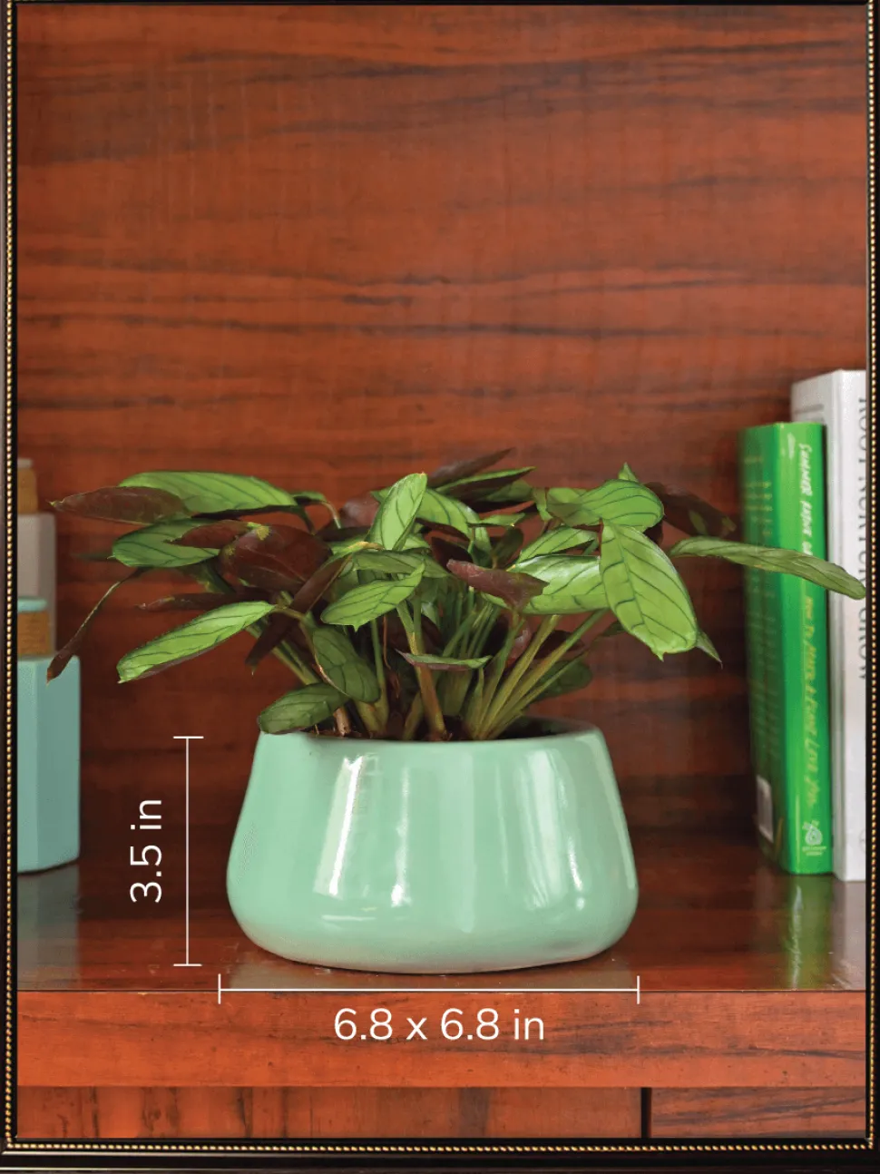 Tulip Fantasy Bundle - Aqua Green