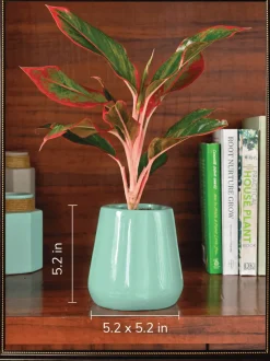 Tulip Fantasy Bundle - Aqua Green