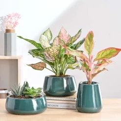 Tulip Fantasy Bundle - Dark Green