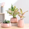 Tulip Fantasy Bundle - Light Pink