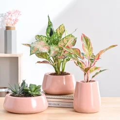 Tulip Fantasy Bundle - Light Pink