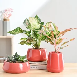 Tulip Fantasy Bundle - Light Red