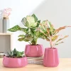 Tulip Fantasy Bundle - Magenta