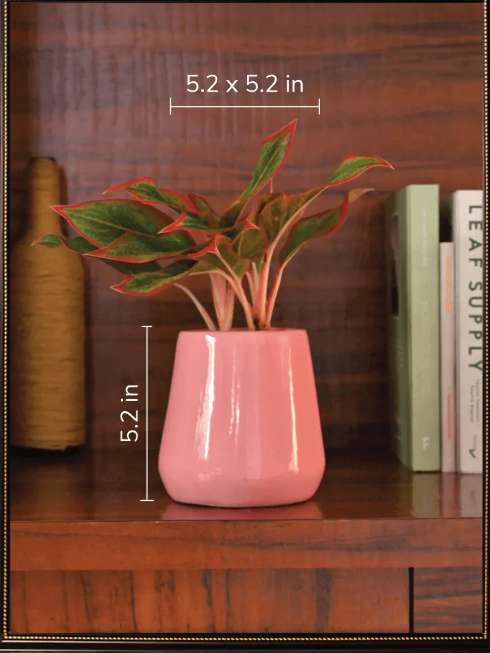 Tulip Fantasy Bundle - Magenta