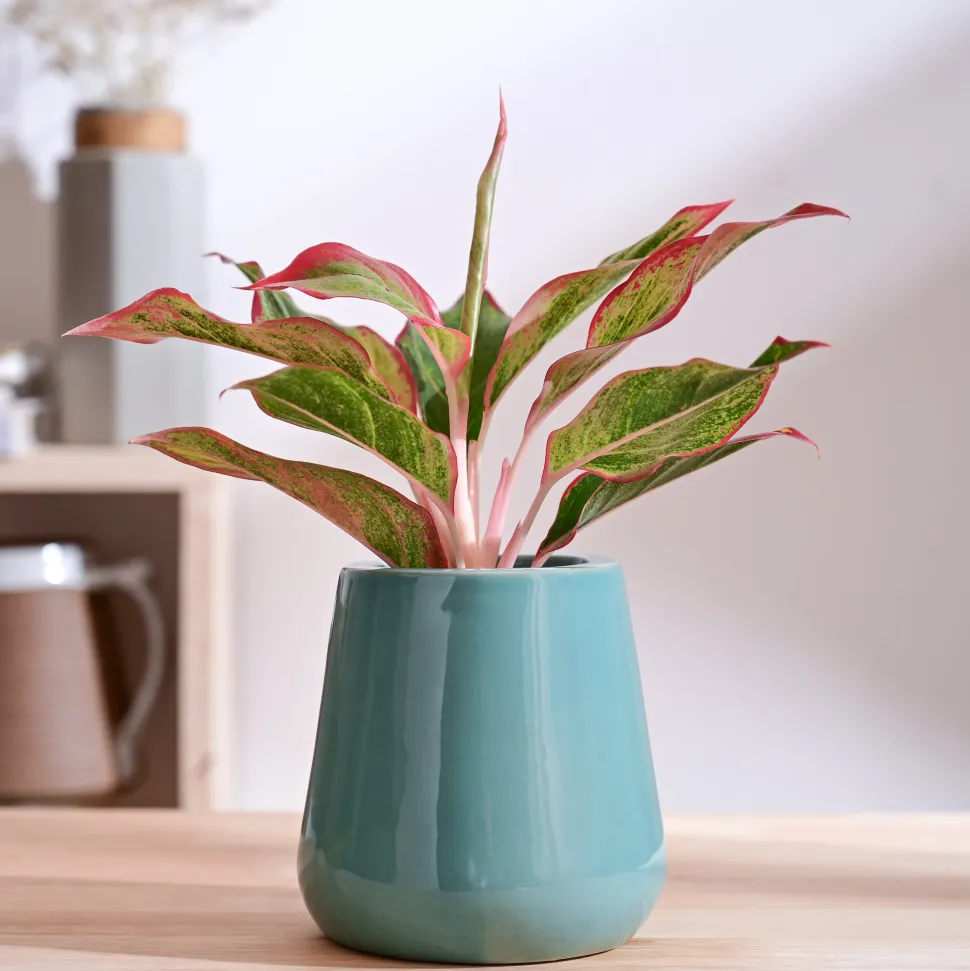 Tulip Fantasy Extra Small Ceramic Planter