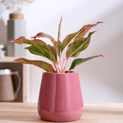 Tulip Fantasy Extra Small Ceramic Planter