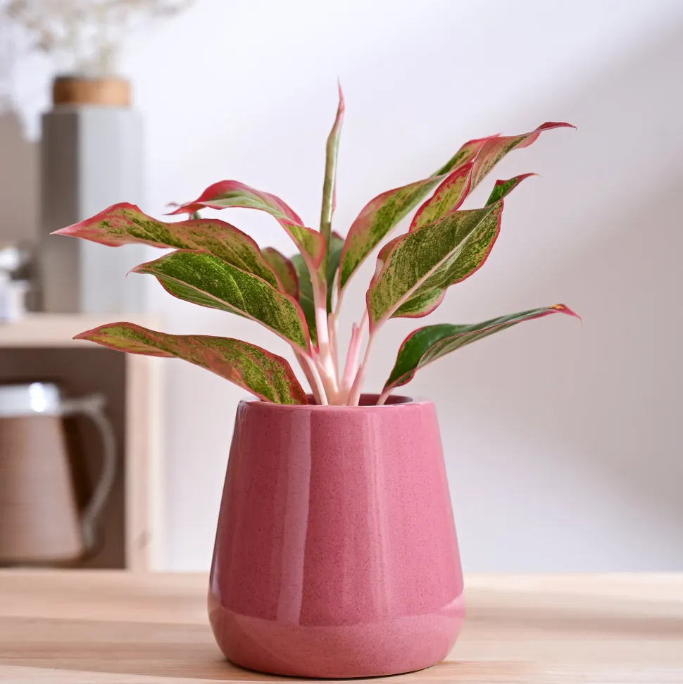 Tulip Fantasy Extra Small Ceramic Planter