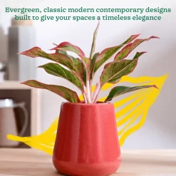 Tulip Fantasy Extra Small Ceramic Planter