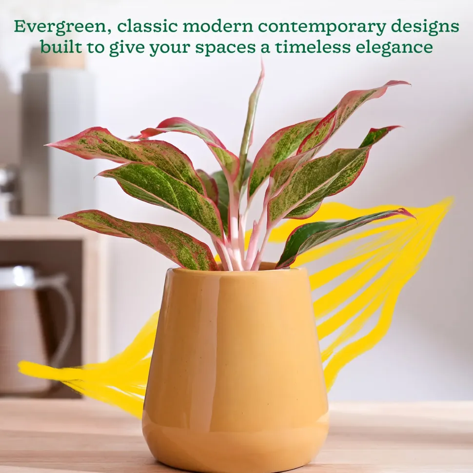 Tulip Fantasy Extra Small Ceramic Planter