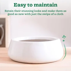 Tulip Fantasy Flat Ceramic Planter